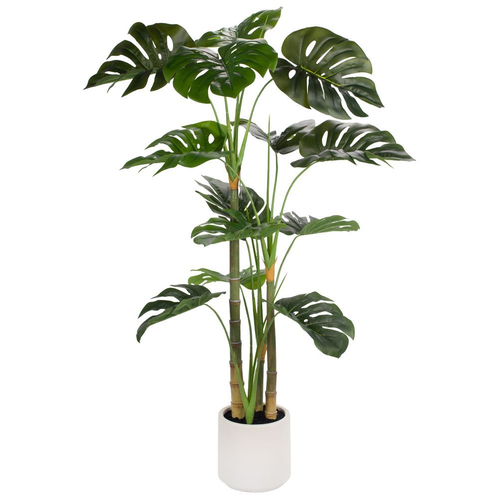 Pianta Monstera In Vaso 120Cm