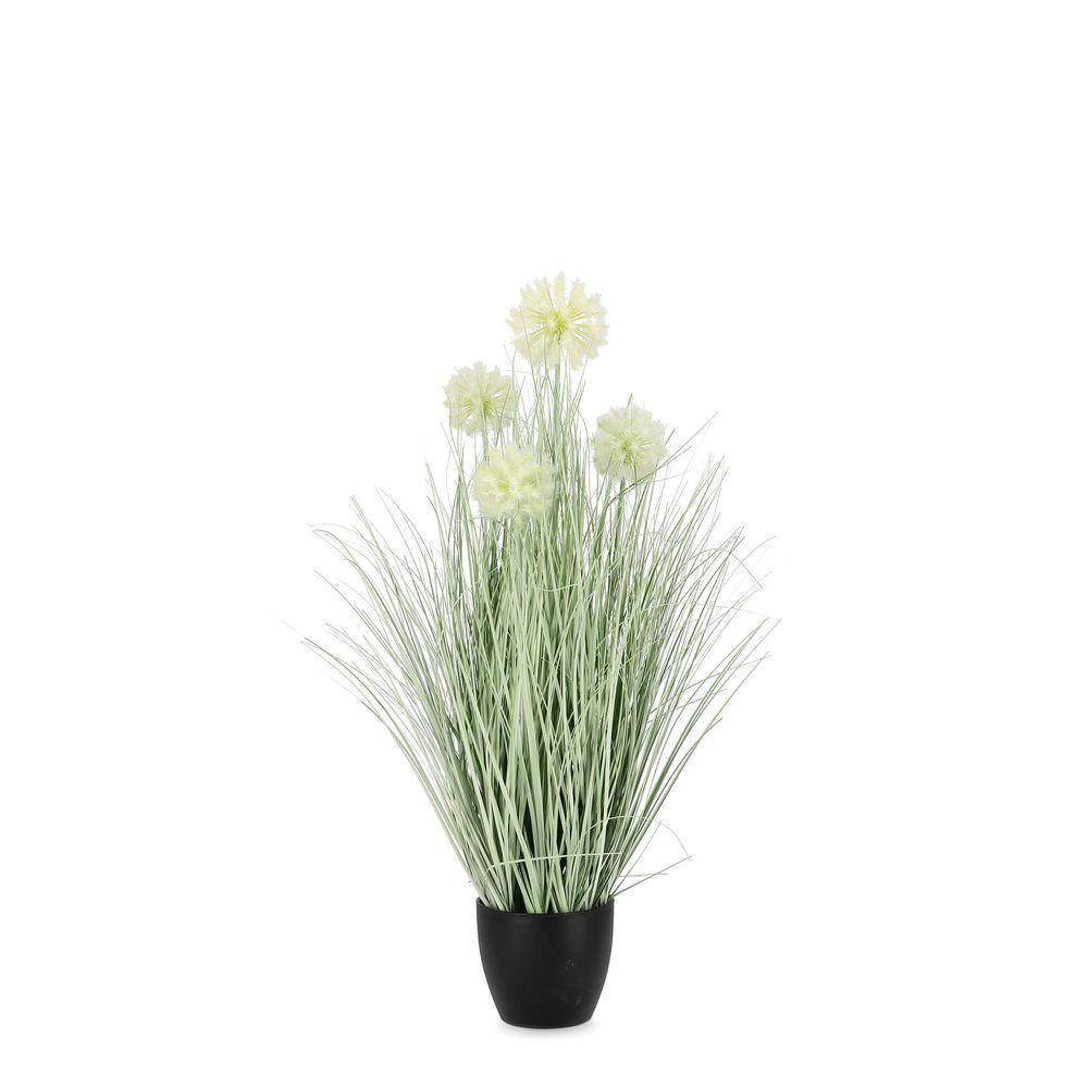 Pianta Cebolla Bianco C-Vaso X4F H75