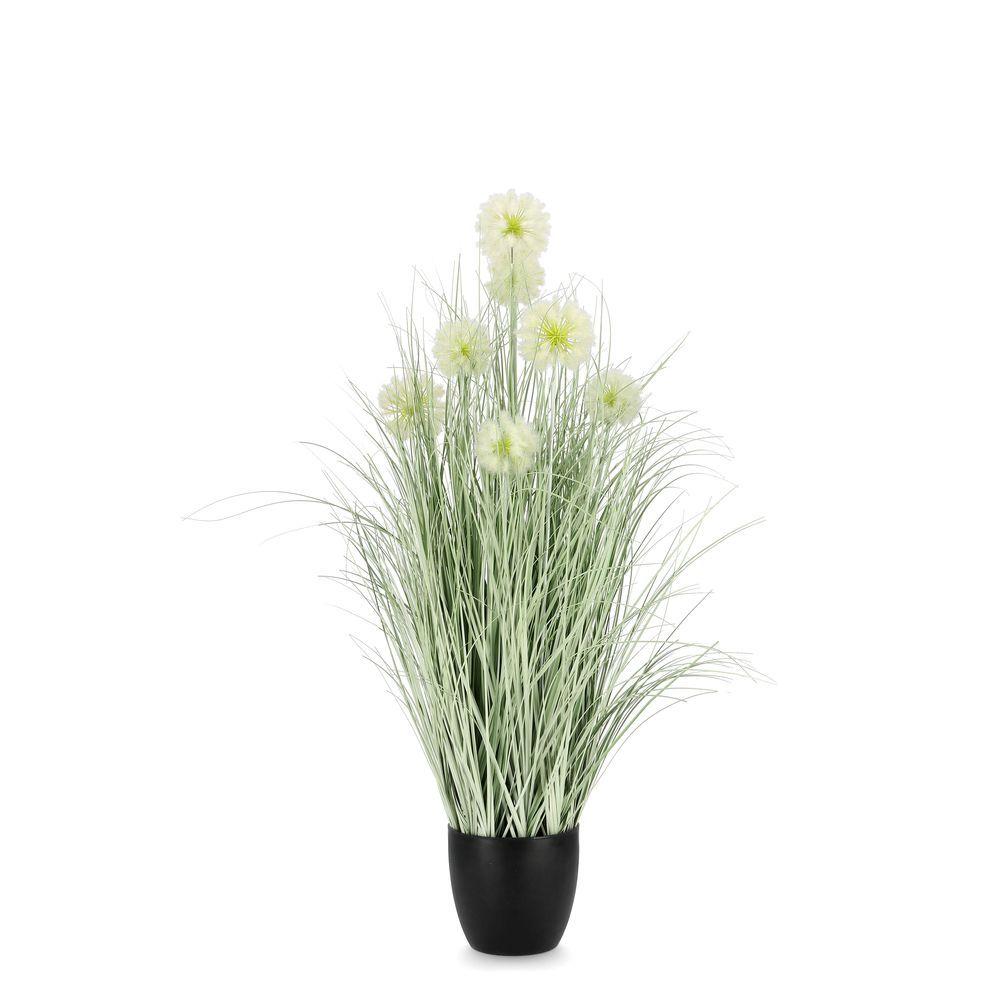 Pianta Cebolla Bianco C-Vaso X7F H105