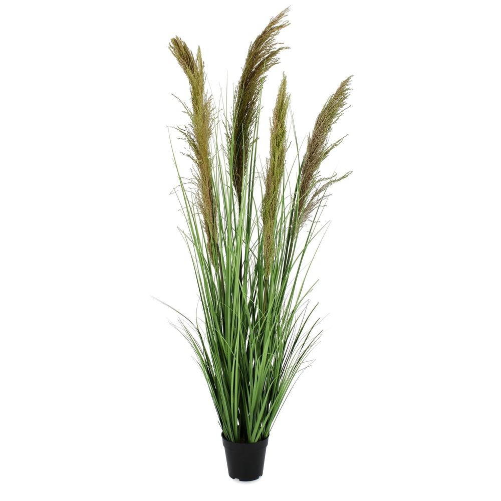 Pianta Carine Pampas Verd Marr C-Va H145