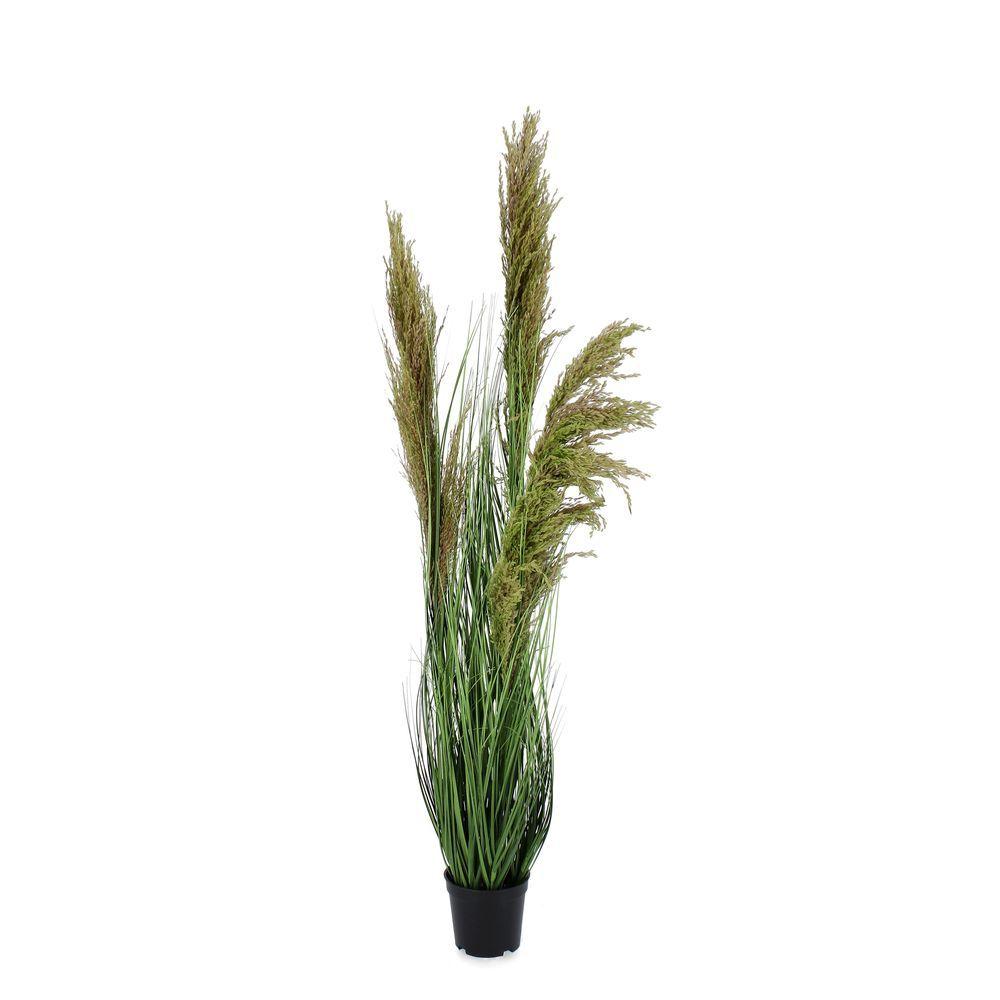 Pianta Carine Pampas Verd Mar C-Va H96,5