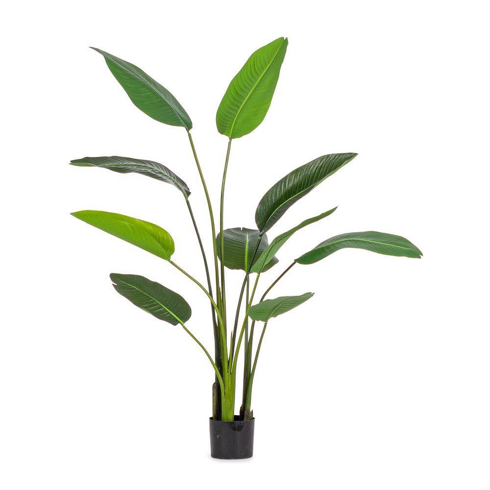 Pianta Strelitzia C-Vaso 10Foglie H150