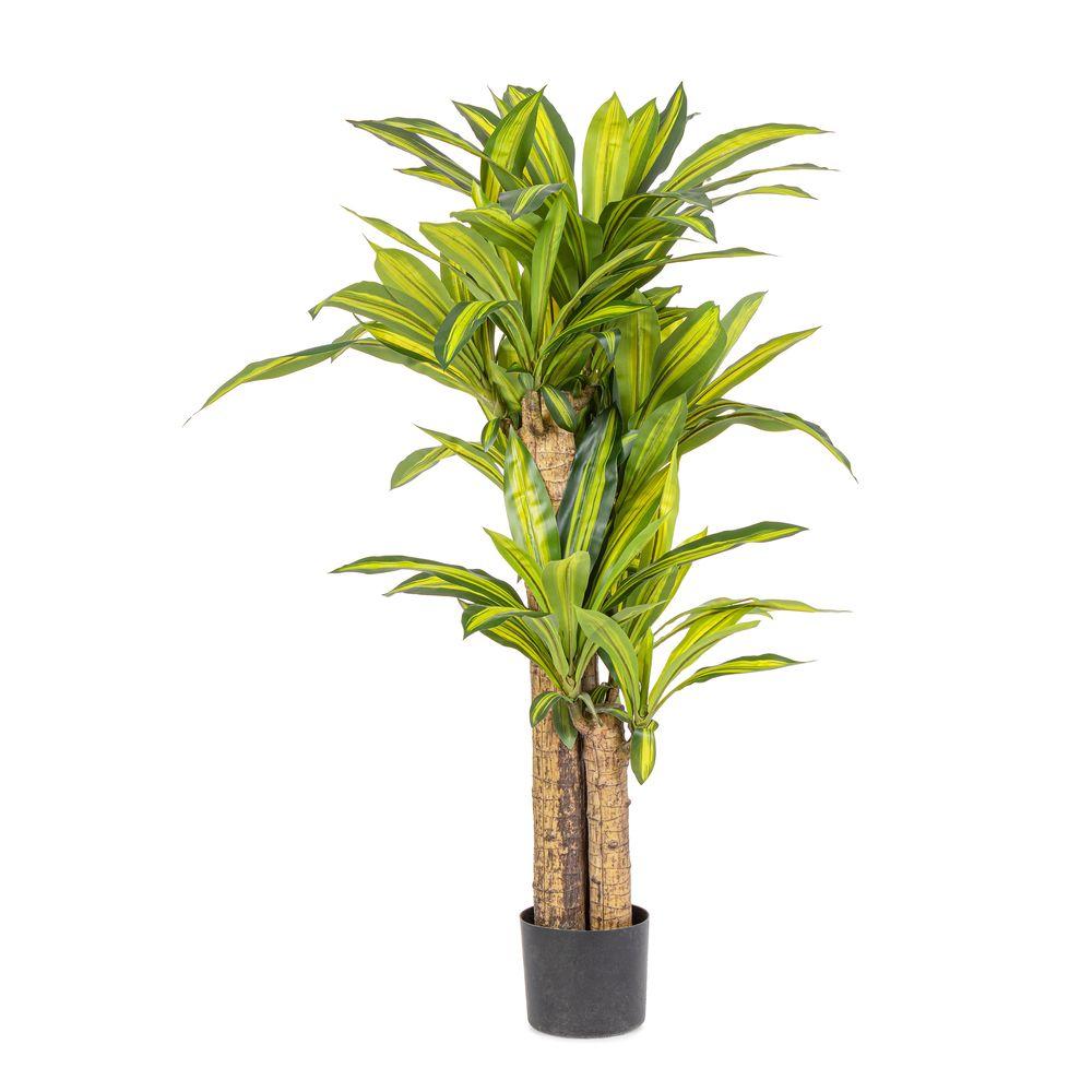 Pianta Dracaena C-Vaso H130