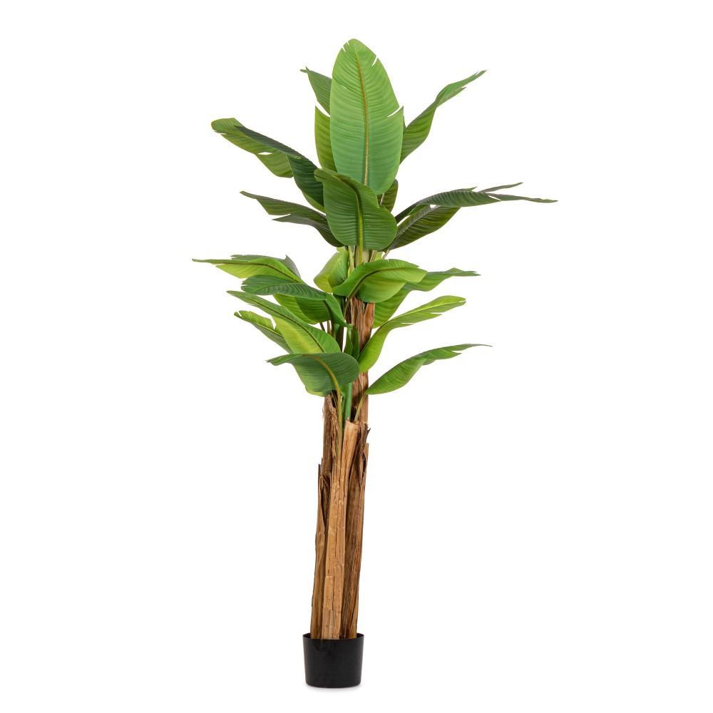 Pianta Banano C-Vaso 22Foglie H240