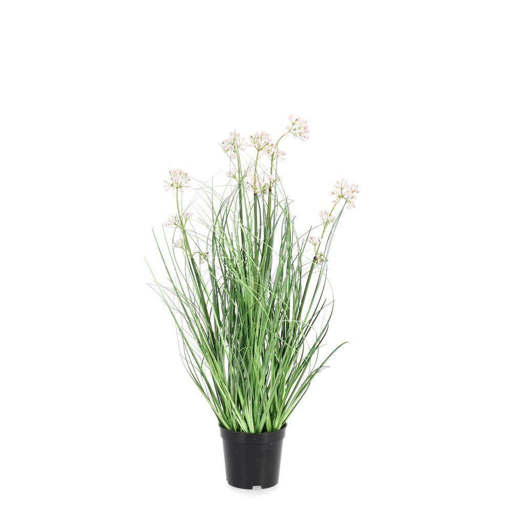 Pianta Allium C-Vaso H60