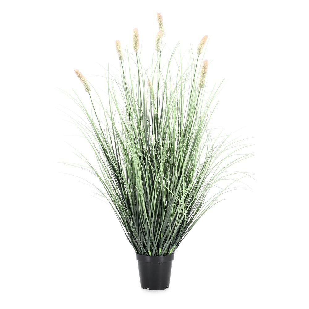 Pianta Pennisetum C-Vaso H90