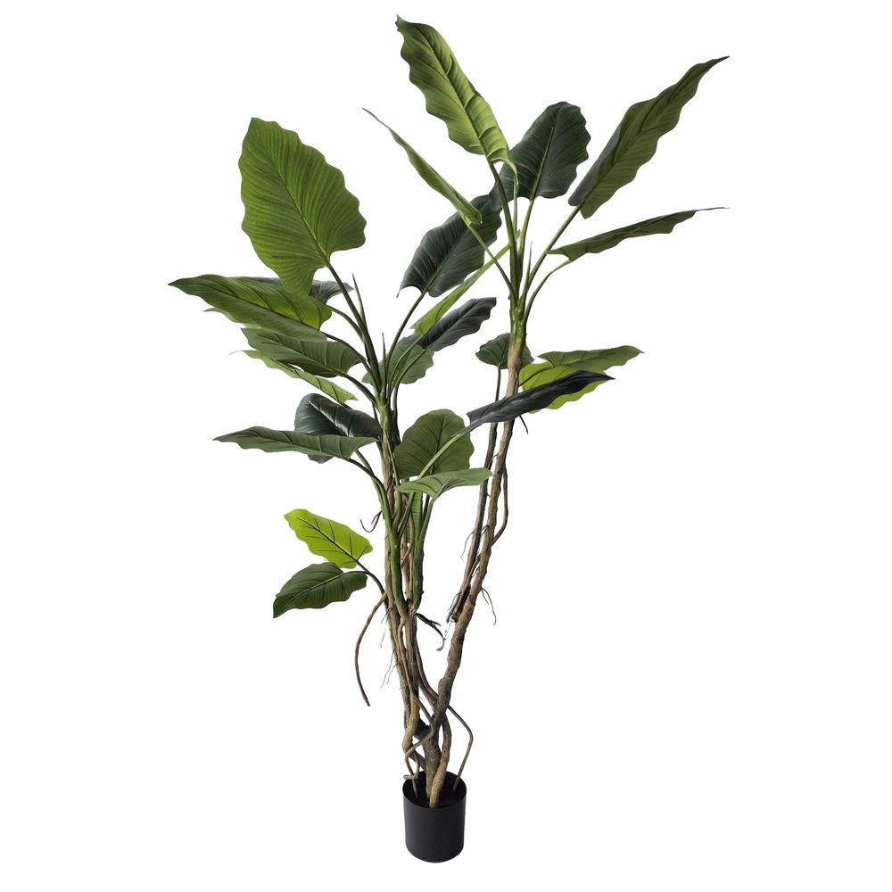 Pianta Alocasia C-Vaso H190