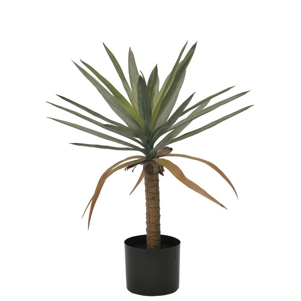 Pianta Dracaena C-Vaso H62