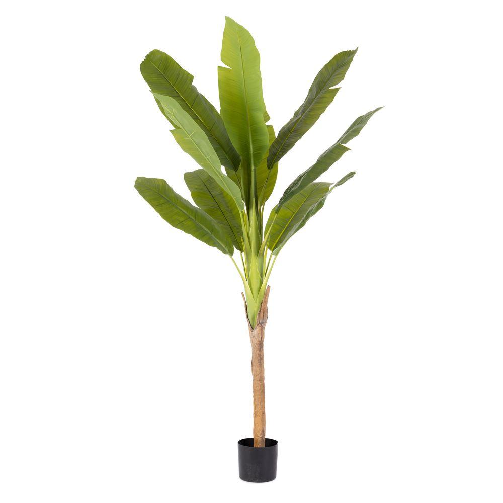 Pianta Banano C-Vaso H210