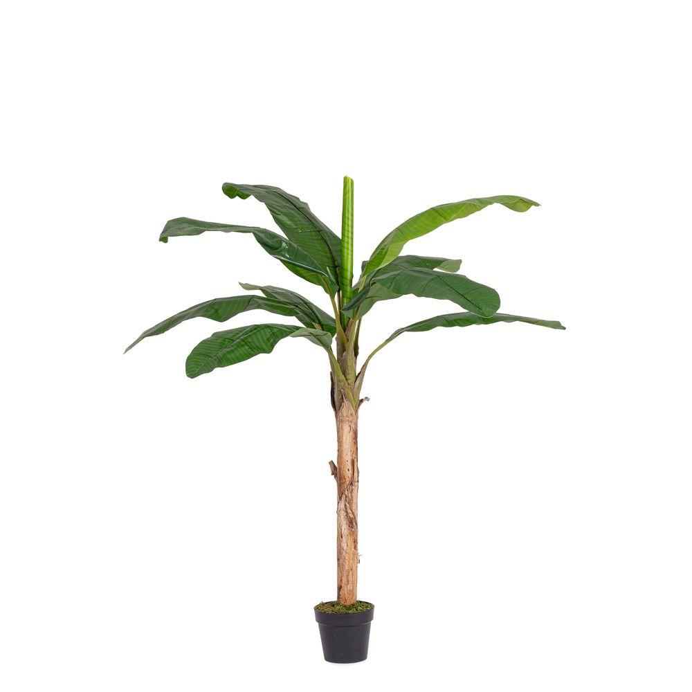 Pianta Banano C-Vaso 10Foglie H180 Uv