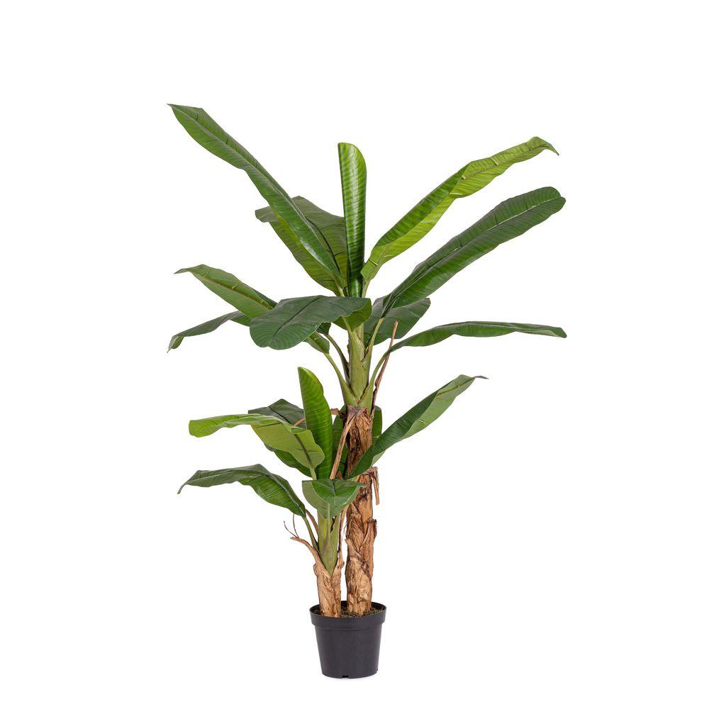 Pianta Banano C-Vaso 17Foglie H200 Uv