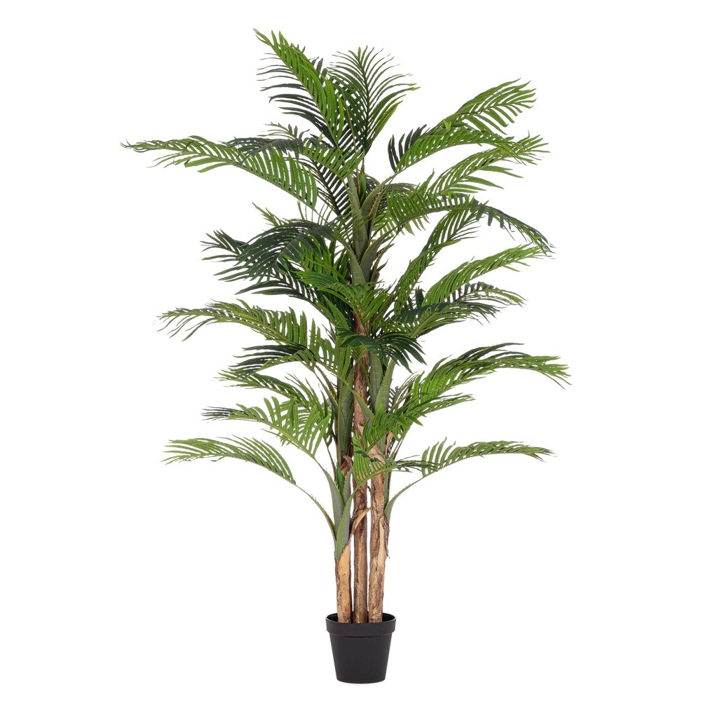Pianta Kenzia C-Vaso 40Foglie 95x210h