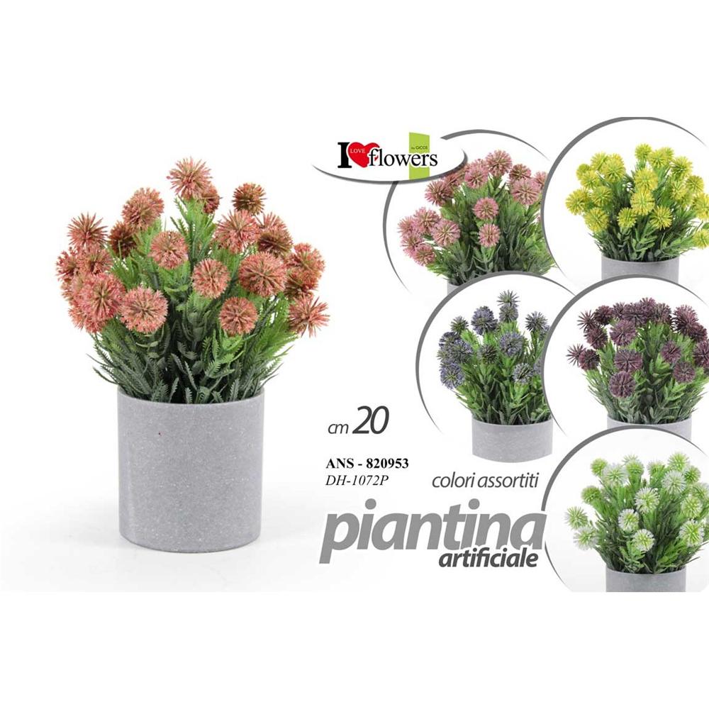 ANS/PIANTINE ASS 20CM         DH-1072PJF - Assortito - Piante | Mikasa