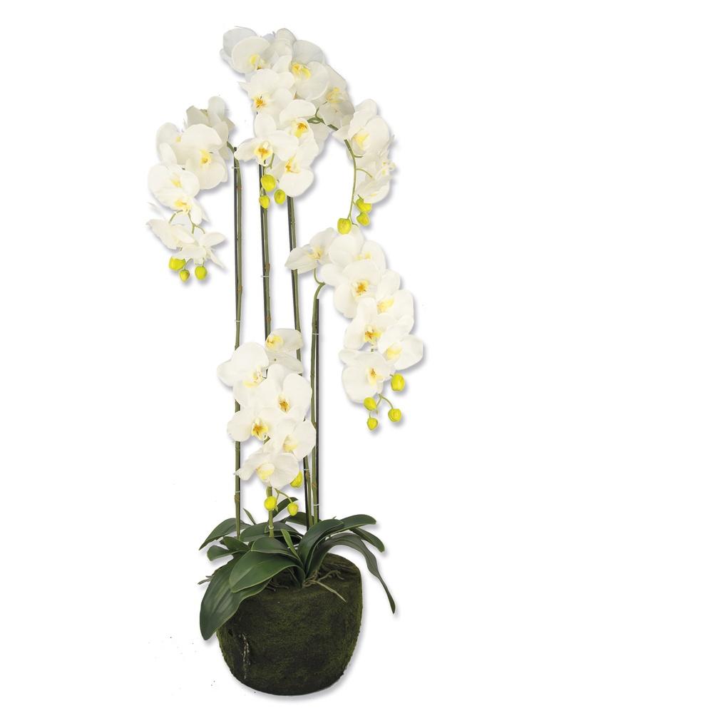 Cha 49200-43747 Pianta Orchidea 110Cm 1/1 - Piante | Mikasa