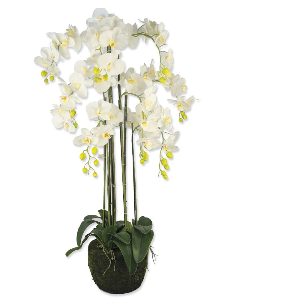 Cha 49201-43748 Pianta Orchidea 118Cm 1/1 Klamore - Piante | Mikasa