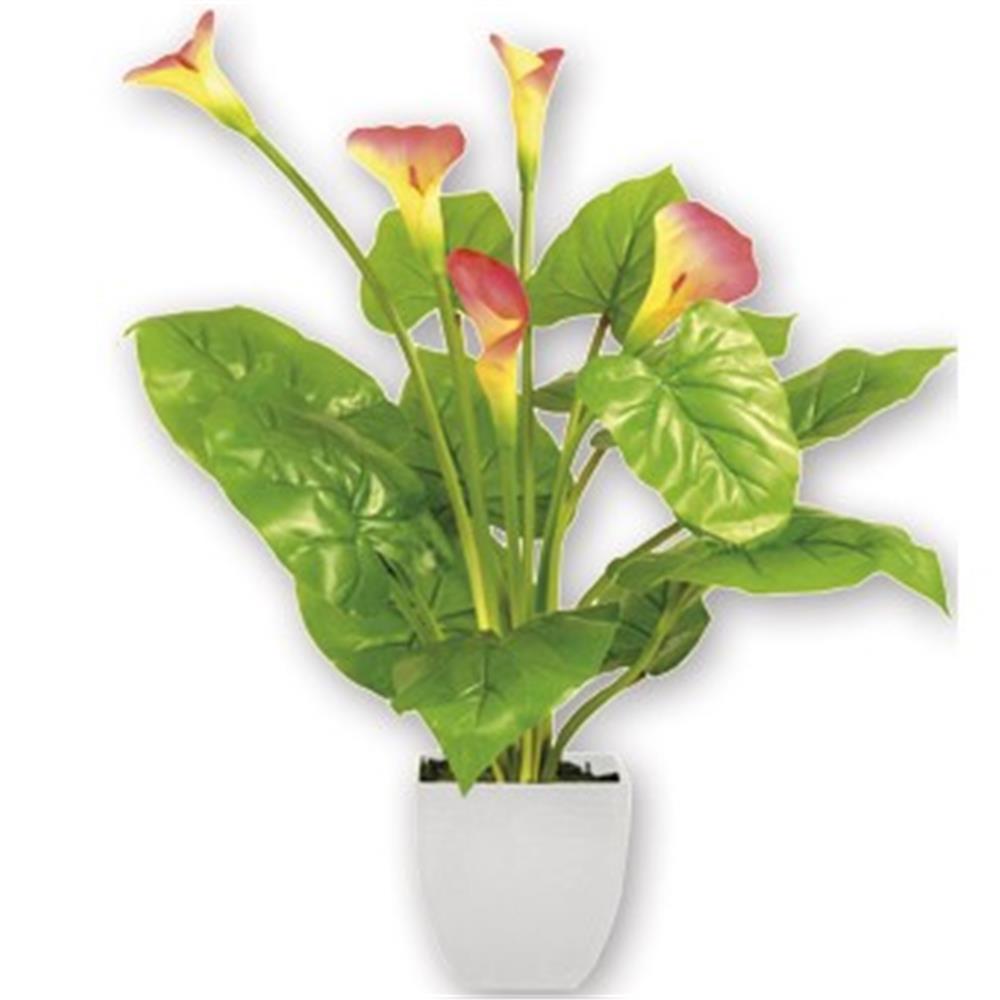 Chi 30276 Pianta Calla  Ass         4/8 - Assortito - Piante | Mikasa