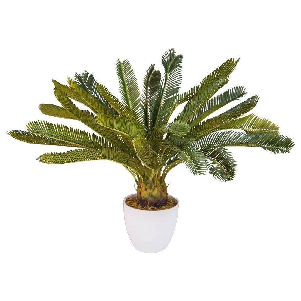 CHI 34384 Pianta Cycas 72Cm - Vaso Plastica Verde - Piante | Mikasa