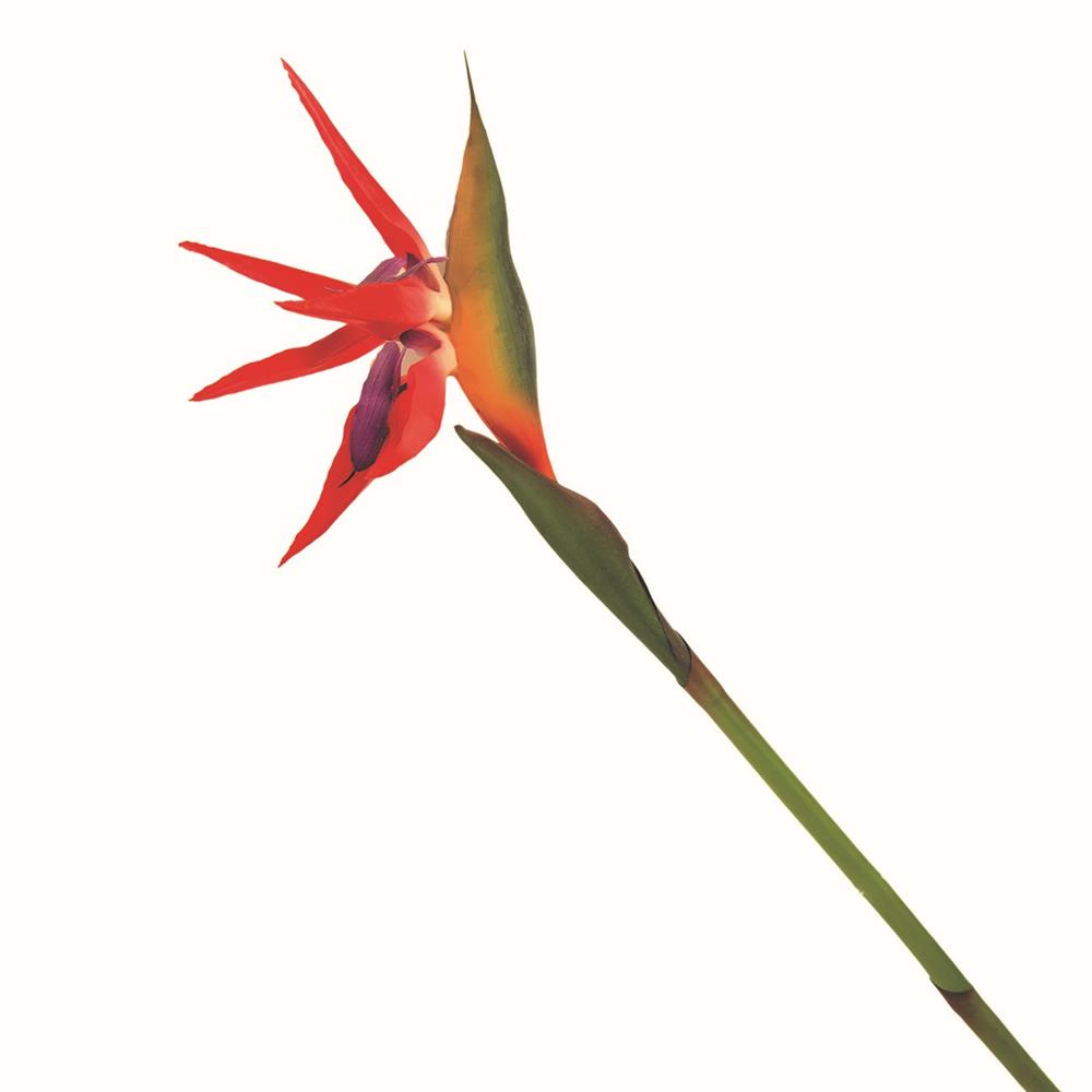 Chi 42962-51694 Stelo Strelitzia 80Cm 12/36 2Col. Ass. - Assortito - Fiori | Mikasa
