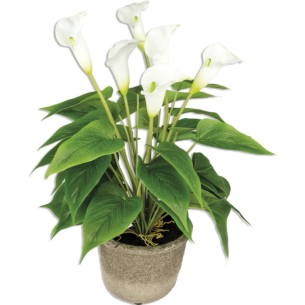 Chi 48747-47654 Pianta Calla Real Touch X6 H45 White Klamore - Bianco - Piante | Mikasa