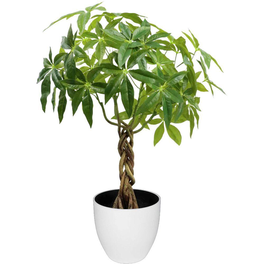 CHI 62297 Pianta Tropicale Pachira Intrecciata 65Cm - Vaso Plastica Verde - Piante | Mikasa