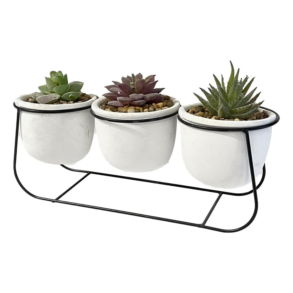 Gha 59433 Composizione 3 Vasetti Pianta Grassa 26*9,5*16Cm 1/6 - Vaso Cemento - Piante | Mikasa