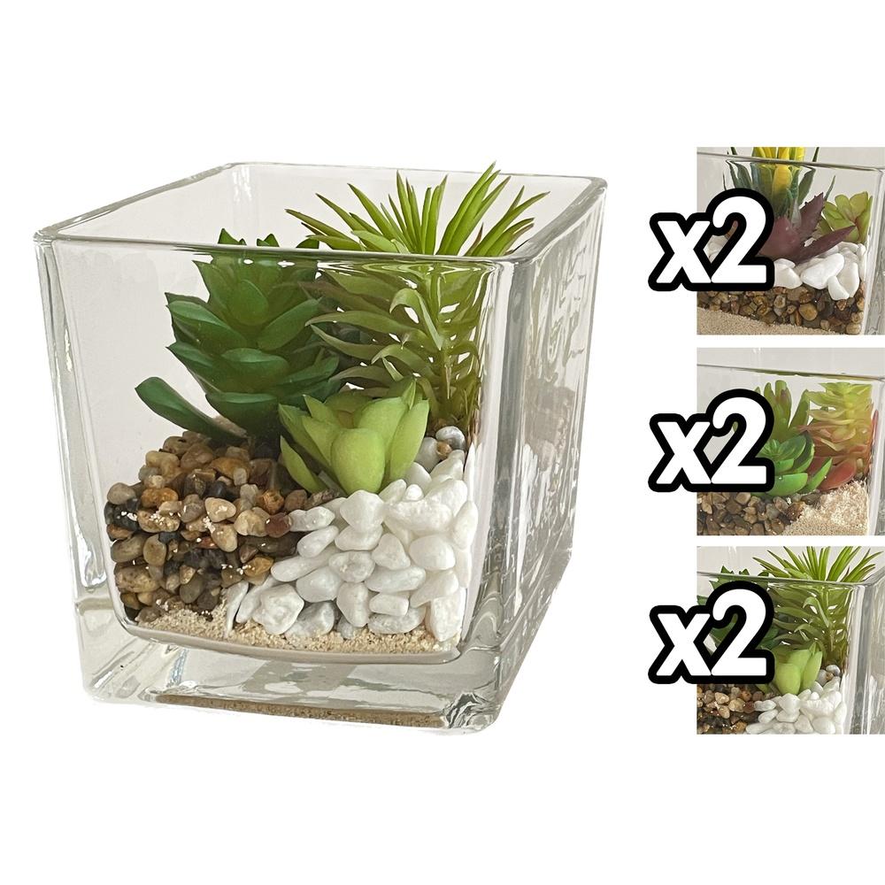 Gha 60053 Pianta Grassa Vaso Quadrato Vetro 12*12Cm 3 Ass.