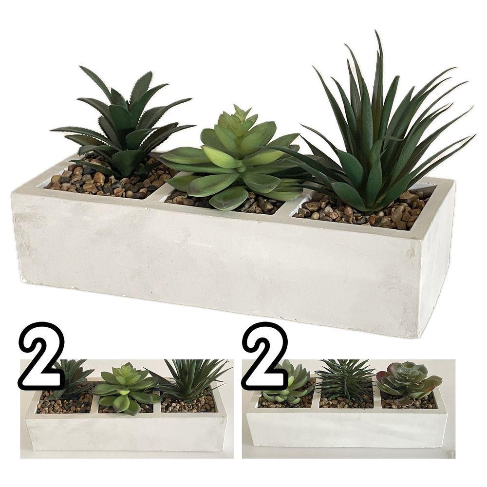 Gha 60517 Comp. Pianta Grassa Tropical 25,5*9,5*13Cm 2 Ass. - Assortito - Piante | Mikasa