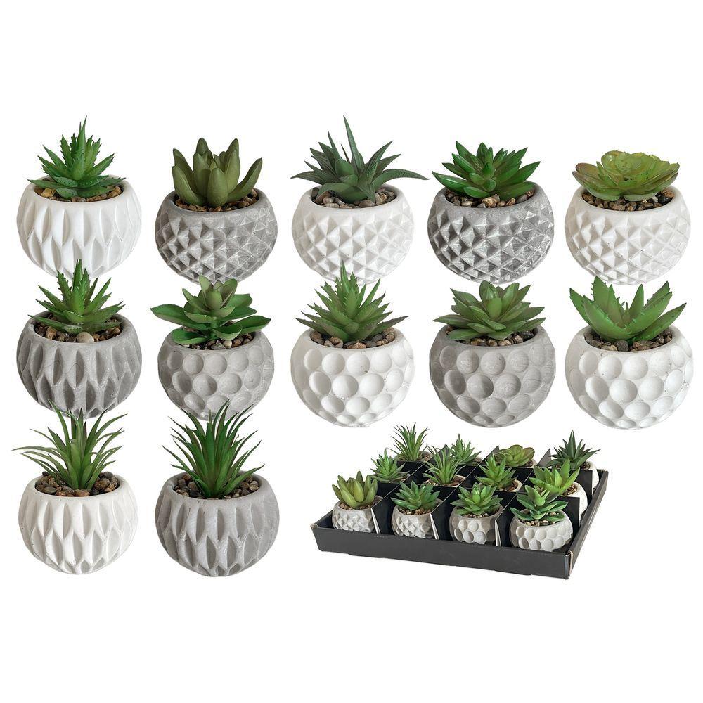 Gha 60518 Pianta Grassa Maya Tropical 8*8*11,5Cm 12 Ass. - Assortito - Piante | Mikasa