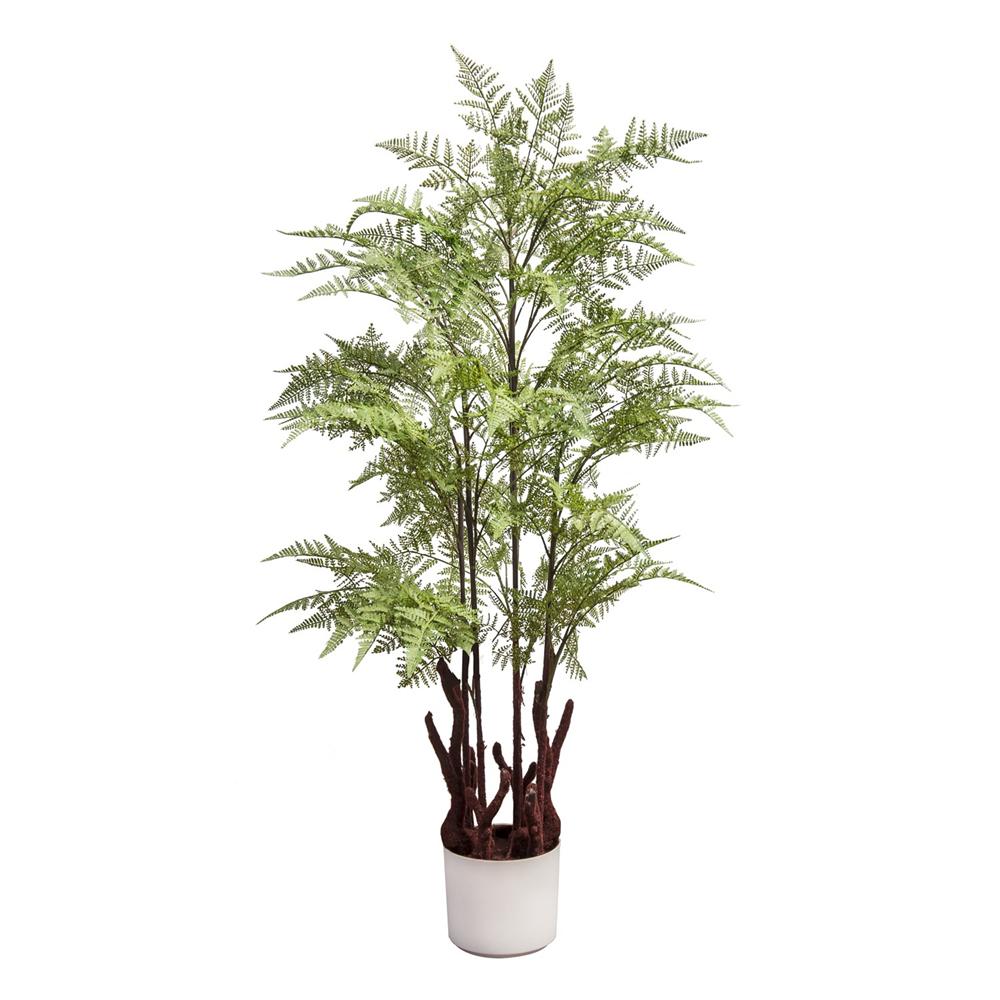 GYI 57509 PIANTA FELCE H.100CM