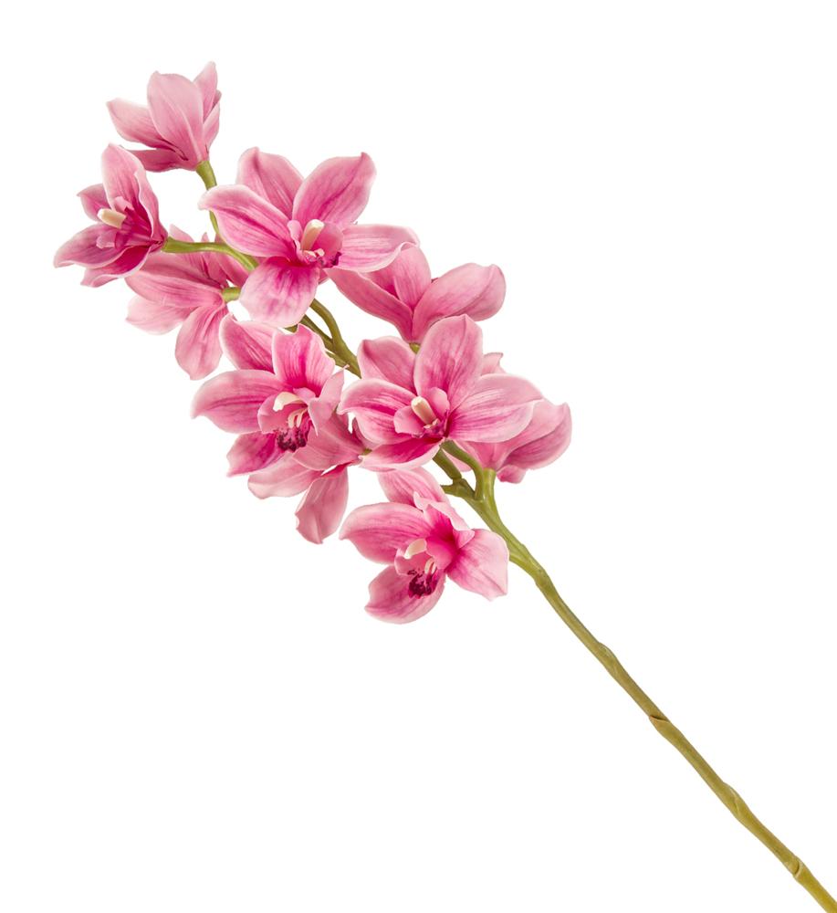 Nin 38575 Stelo Cymbidium 11 2Ass.  6/24