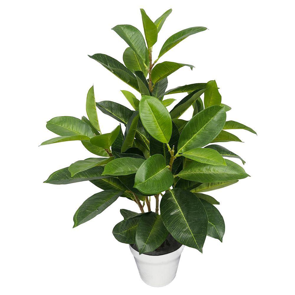 Sil 59803 Pianta Ficus In Vaso 71Cm