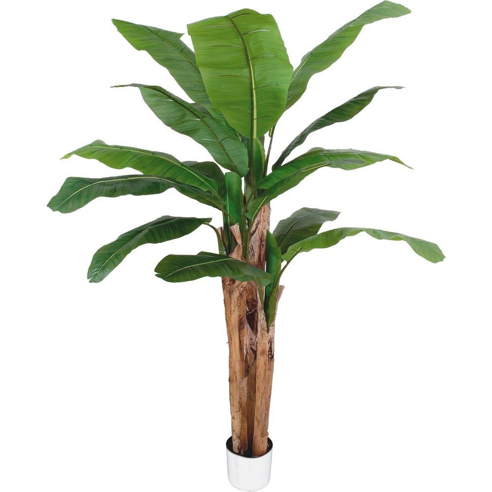 SIL 62811 Banano Tropical Forest 220Cm