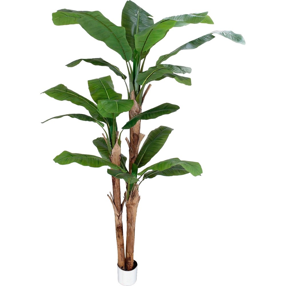 SIL 62812 Banano Tropical Forest 250Cm