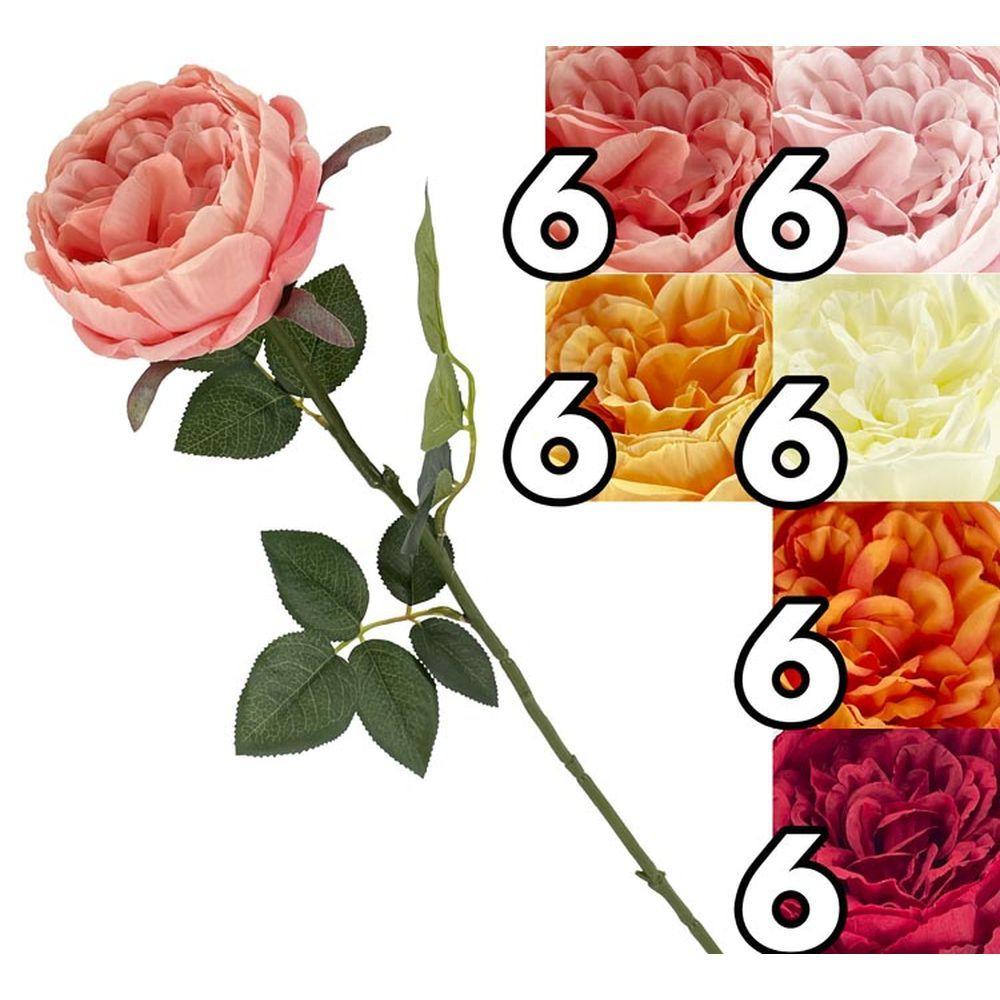 TIG 62681 Peonia Singola Rich 56Cm 6 Ass.
