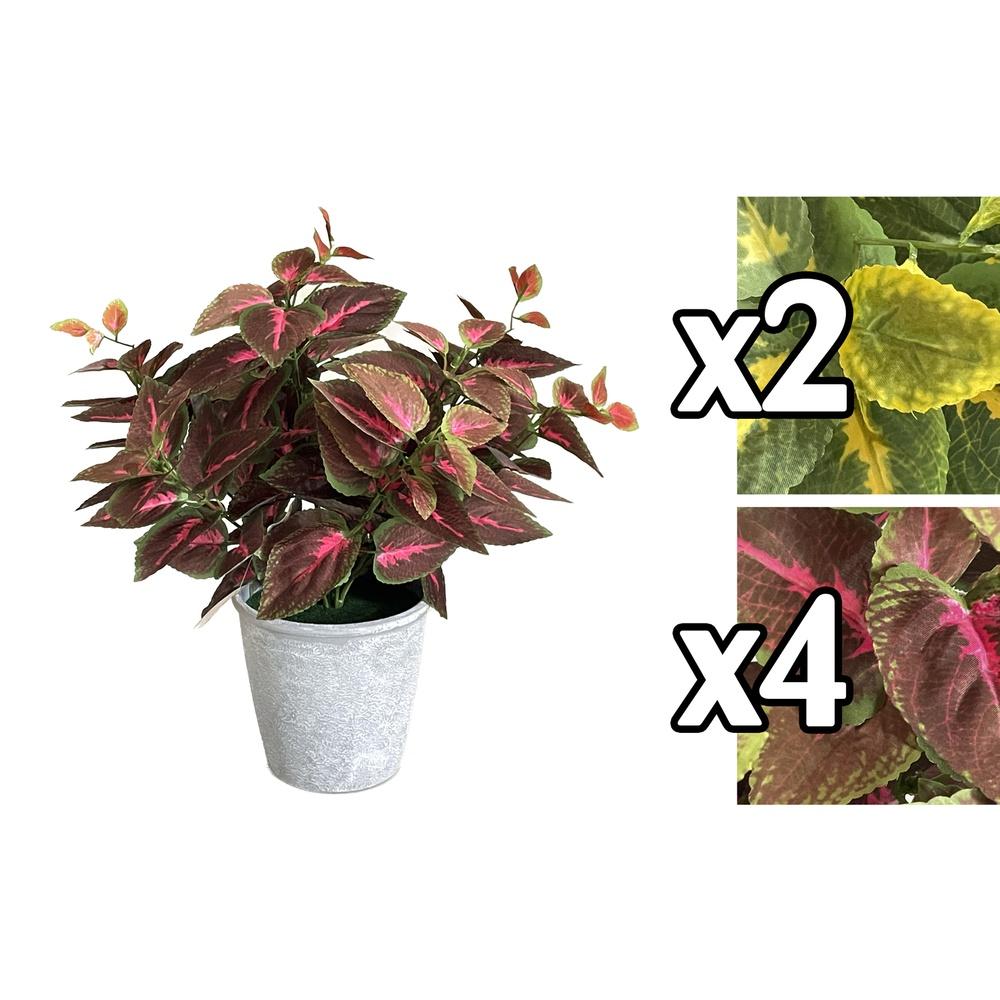 Zhi 59945 Coleus Colorato Large Pot 33*33*44Cm 2 Ass.